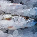 Минагропромторг Поморья подвел итоги работы рыбной отрасли региона за 2021 год